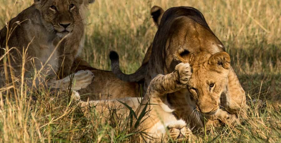 Elephant Orphanage,Giraffe Center&Karen Blixxen Day TripTour - What the $35 price really buys