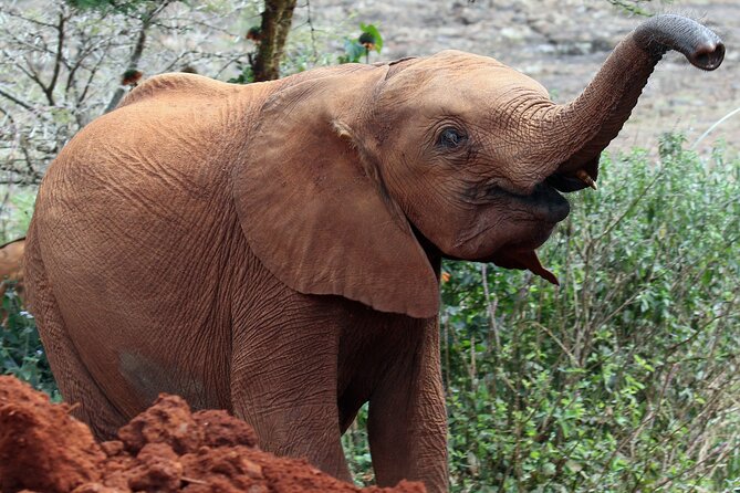 Elephant Orphanage, Giraffe Centre& optional Nairobi NationalPark - A city day built around conservation