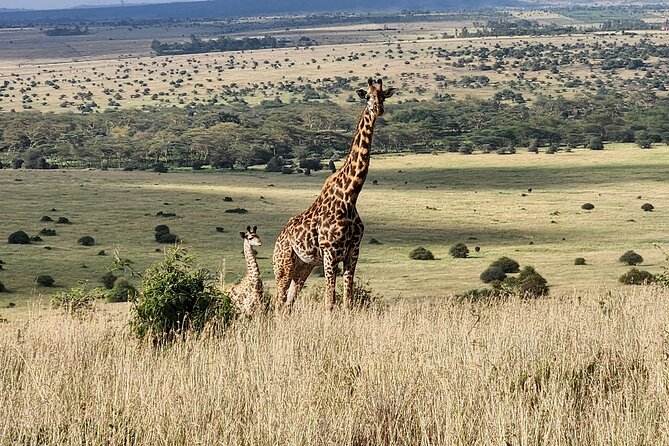 Elephant Orphanage, Giraffe Centre& optional Nairobi NationalPark - Kobe Beads adds a human side to the day
