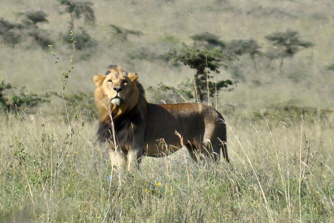 Elephant Orphanage, Giraffe Centre& optional Nairobi NationalPark - Adding Nairobi National Park to the morning