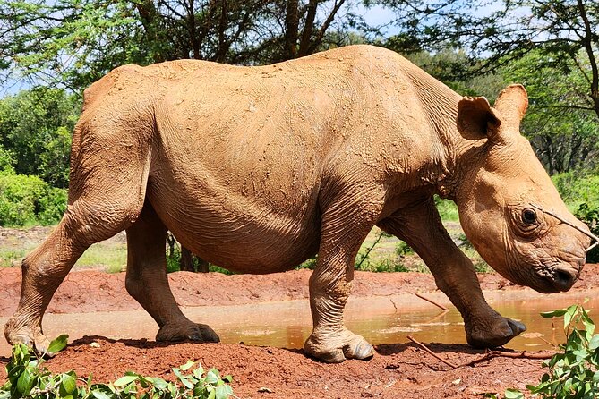 Elephant Orphanage, Giraffe Centre& optional Nairobi NationalPark - Price, fees, and the real value