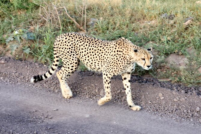 Elephant Orphanage, Giraffe Centre& optional Nairobi NationalPark - Who should book this Nairobi experience?