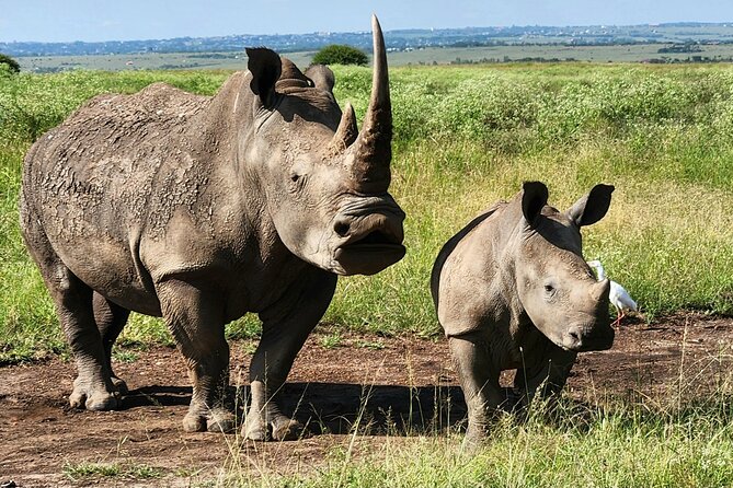 Elephant Orphanage, Giraffe Centre& optional Nairobi NationalPark - The elephant nursery and the stories behind each rescue