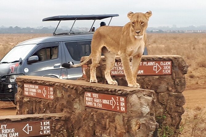 Elephant Orphanage & Giraffe Centre Tour - Is the $140-Plus Cost Fair?