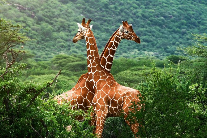 Elephant Orphanage & Giraffe Centre Tour - Small Details That Can Save Your Morning