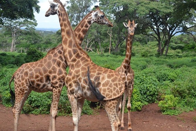 Elephant Orphanage & Giraffe Centre Tour - Seeing Baby Elephants at Sheldrick Wildlife Trust