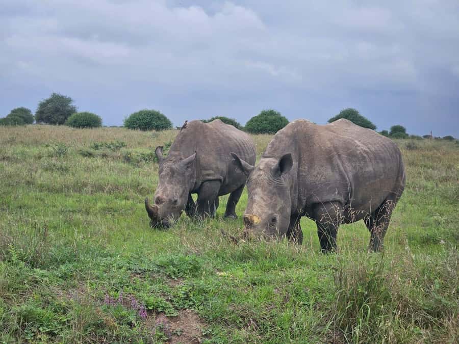 Elephant Orphanage, Giraffee Center, Karen Blixxen Meseum - Key points to know before you book