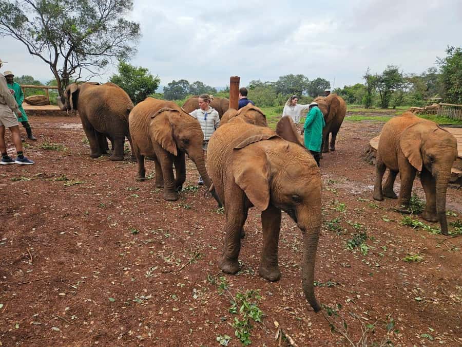 Elephant Orphanage, Giraffee Center, Karen Blixxen Meseum - Starting with giraffes at the Nairobi Giraffe Center