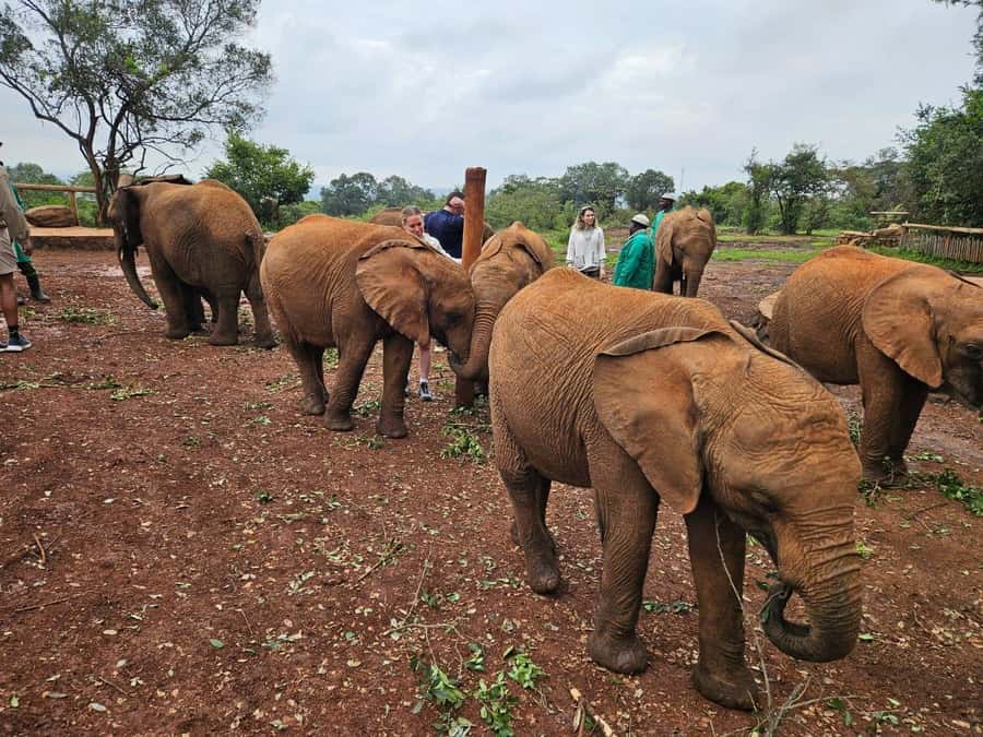 Elephant Orphanage, Giraffee Center, Karen Blixxen Meseum - Karen Blixen Museum and the Out of Africa connection