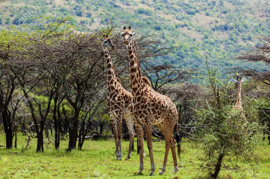 Elephant Orphanage, Giraffee Center, Karen Blixxen Meseum - How the five-hour schedule works