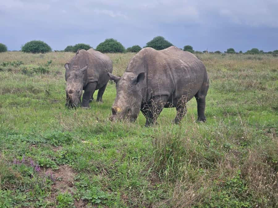 Elephant Orphanage, Giraffee Center, Karen Blixxen Meseum - What the $34 price really means