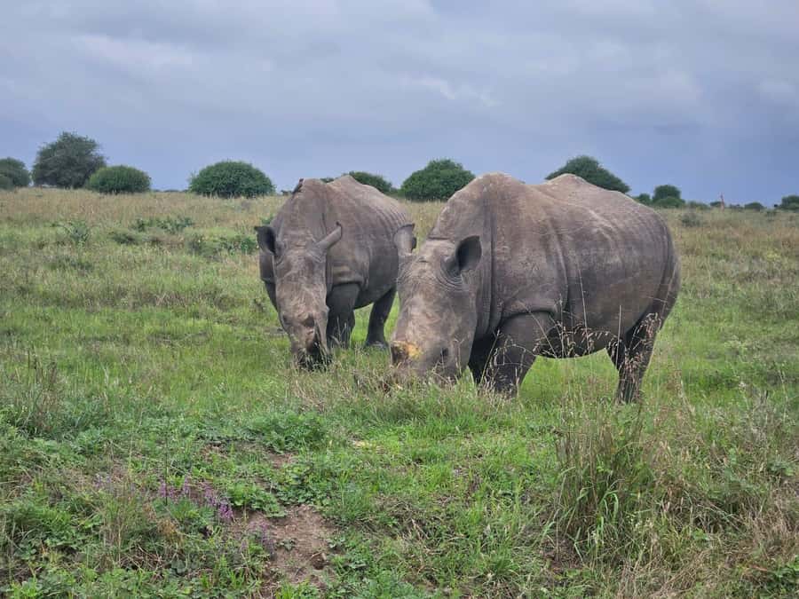 Elephant Orphanage, Giraffee Center, Karen Blixxen Meseum - Who will get the most from this outing