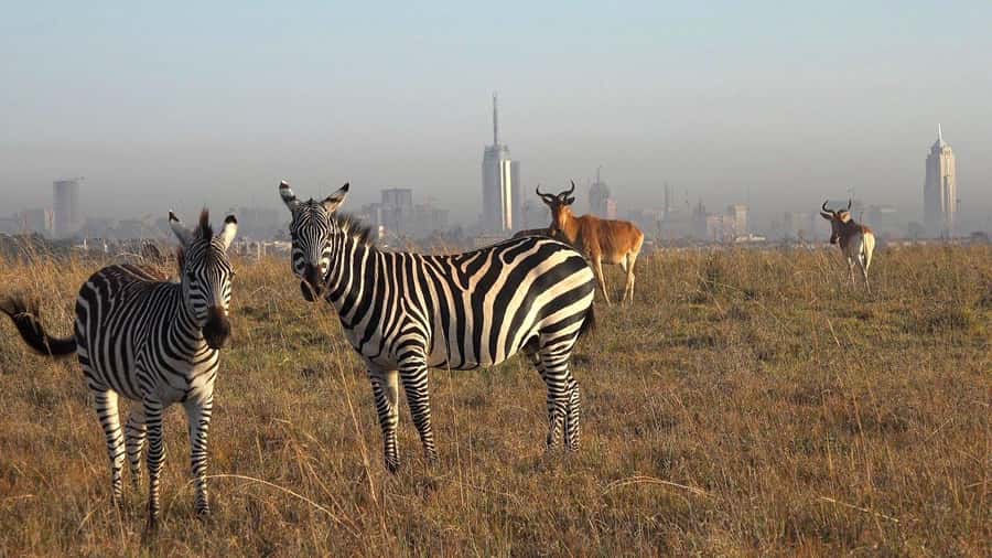 Elephant Orphanage, Giraffee Center, Karen Blixxen Meseum - Should you book this Nairobi animal and culture tour?