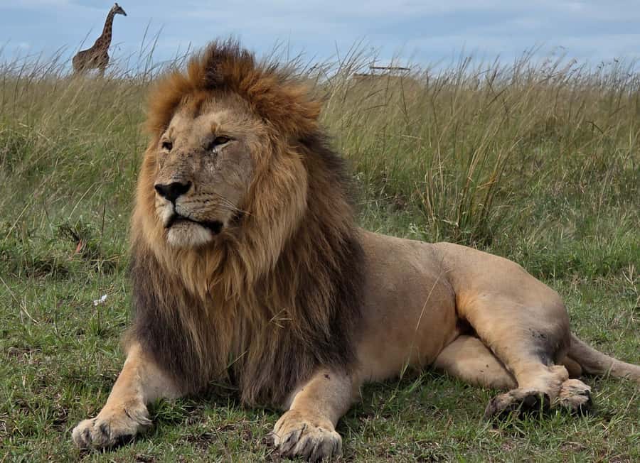 Elephant Orphanage Trust, Giraffes & Bomas of Kenya Day Tour - Key points to know before booking