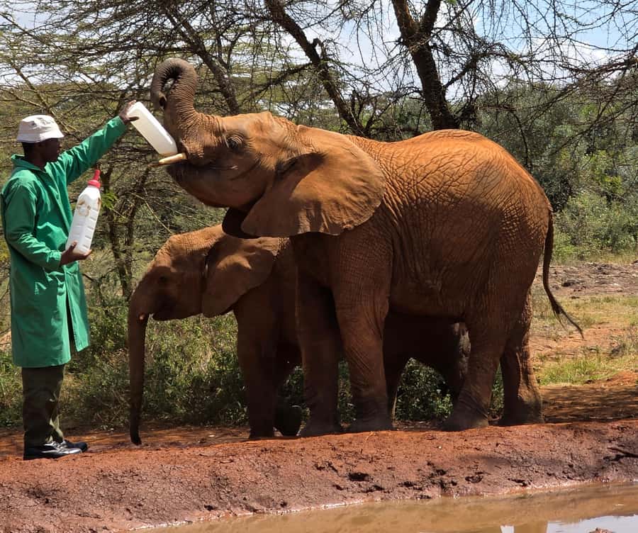 Elephant Orphanage Trust, Giraffes & Bomas of Kenya Day Tour - Why this Nairobi day works so well