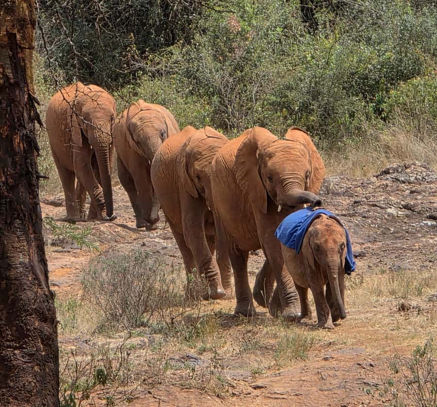 Elephant Orphanage Trust, Giraffes & Bomas of Kenya Day Tour - Kobe Beads and the value of a community stop