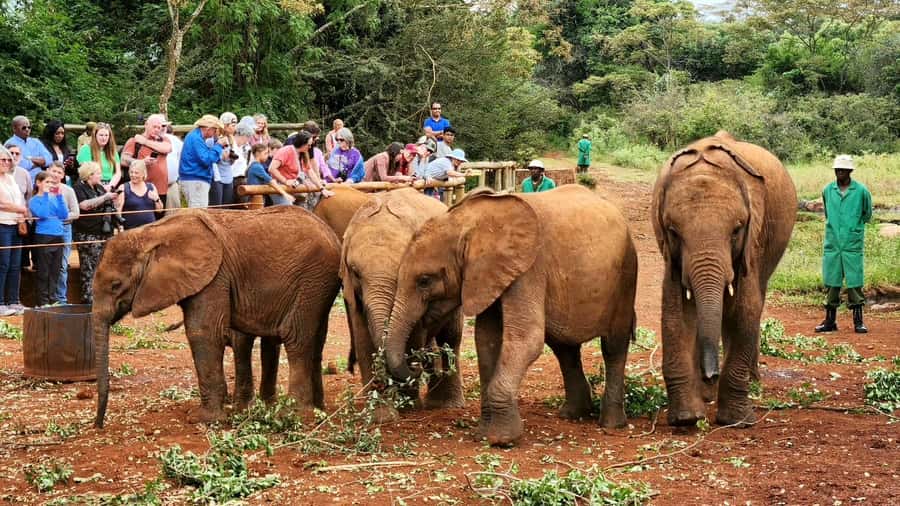Elephant Orphanage Trust, Giraffes & Bomas of Kenya Day Tour - Guides, transport, and the pace of the day