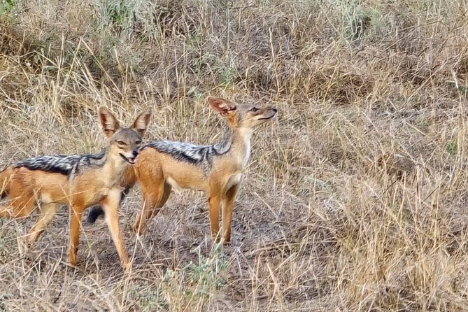Elky Tours 2 Days Tsavo East Tour - Why Tsavo East makes a good two-day safari