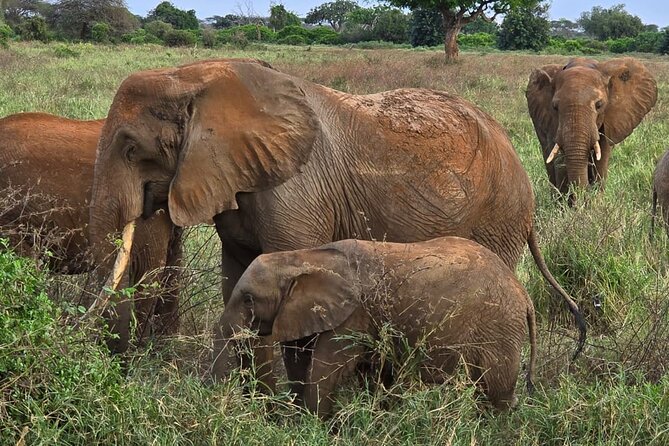 Elky Tours 2 Days Tsavo East Tour - The first Tsavo East game drive