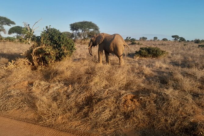 Elky Tours 2 Days Tsavo East Tour - Animals, birds, and realistic expectations