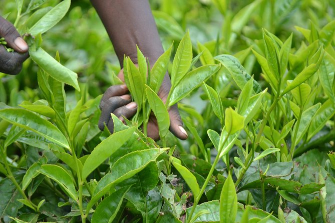 Excursion to Kiambethu Tea Farm - The drive from Nairobi and the 9:00 am start