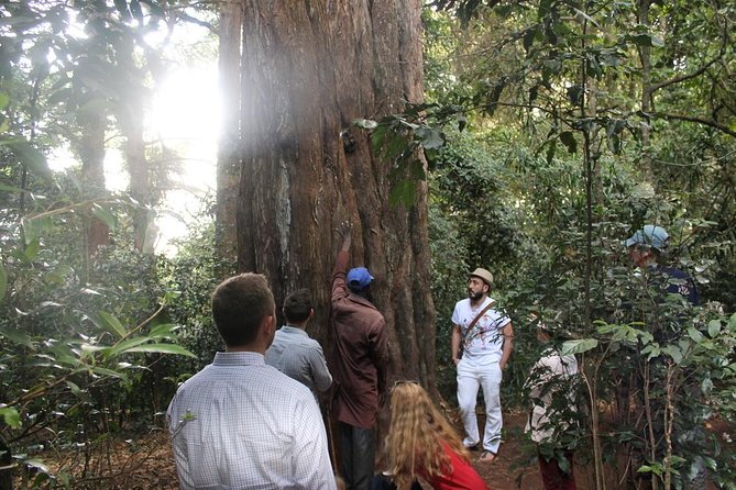 Excursion to Kiambethu Tea Farm - Should you book the Kiambethu Tea Farm excursion?