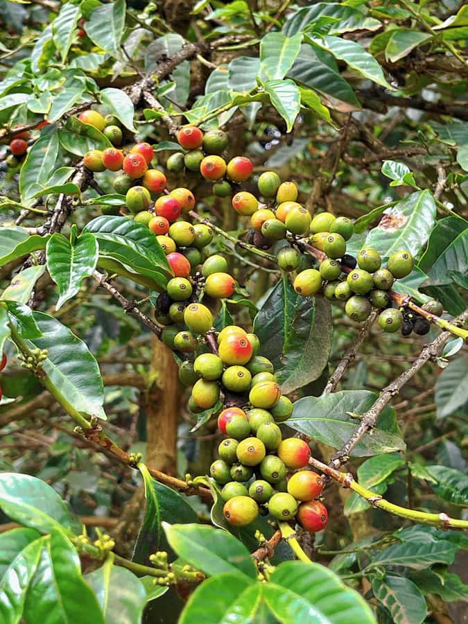 Fairview Coffee Estate Tour From Nairobi - Why Fairview makes sense for a coffee day from Nairobi