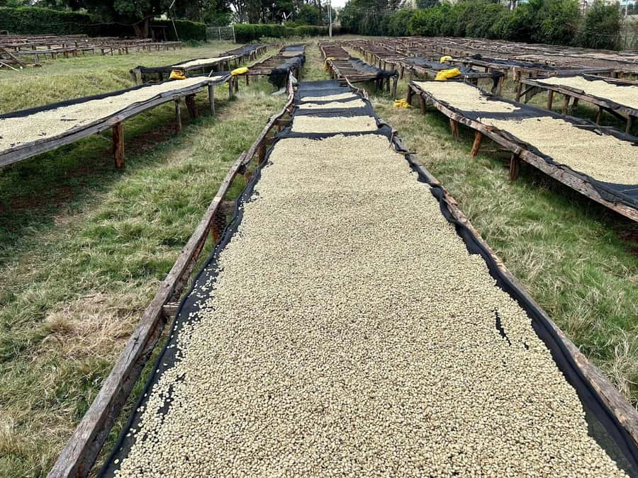 Fairview Coffee Estate Tour From Nairobi - The first look at Fairview Coffee Estate