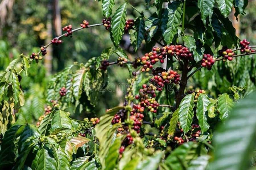Fairview Coffee Estate Tour From Nairobi - Garden coffee, cookies, and at least two tastings