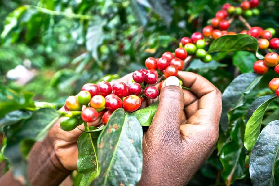 Fairview Coffee Estate Tour From Nairobi - Getting from Nairobi to the Kiambu estate