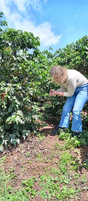 FAIRVIEW COFFEE FARM DAY TOUR - Walking through Kenyan coffee country
