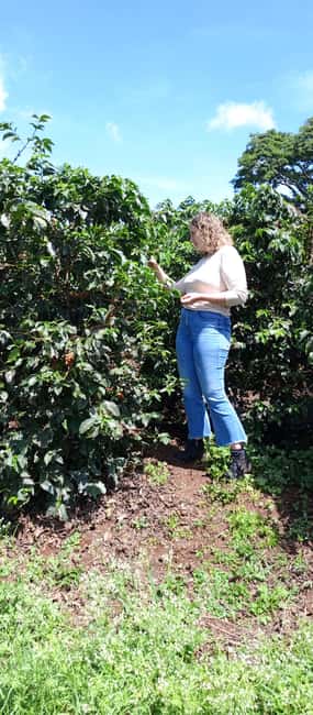 FAIRVIEW COFFEE FARM DAY TOUR - The testing room and Kenyan coffee tasting