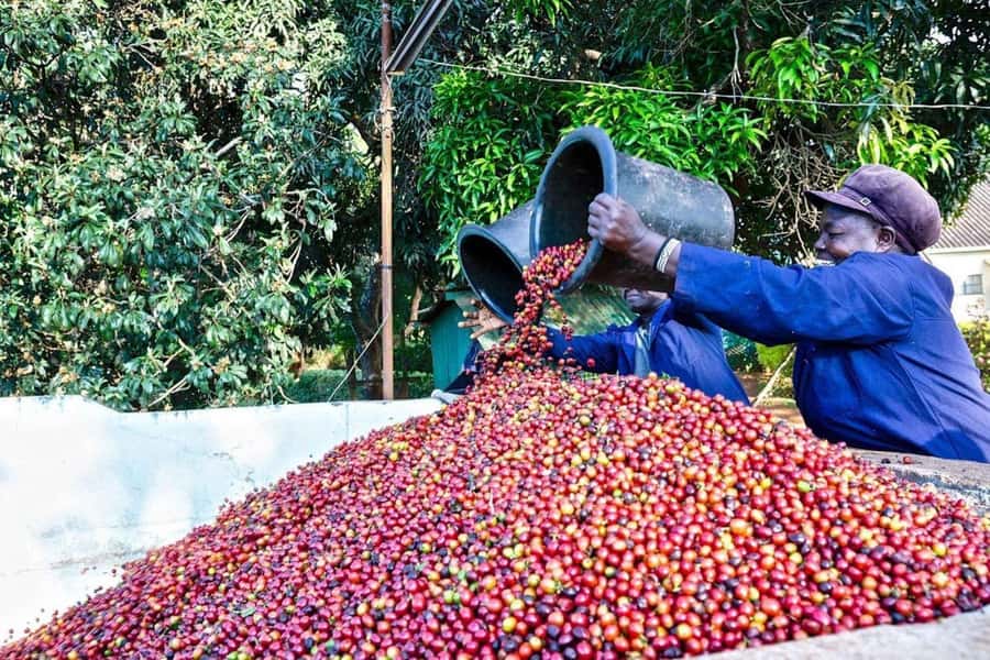 Fairview Coffee Farm Day Tour in Nairobi with Pickup - Key points to know before you book