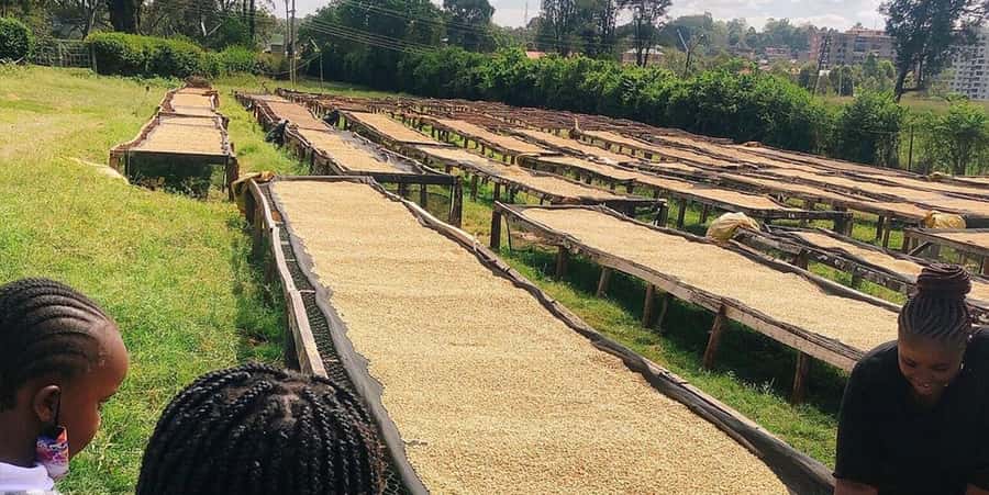 Fairview Coffee Farm Day Tour in Nairobi with Pickup - Why this fits well after a safari