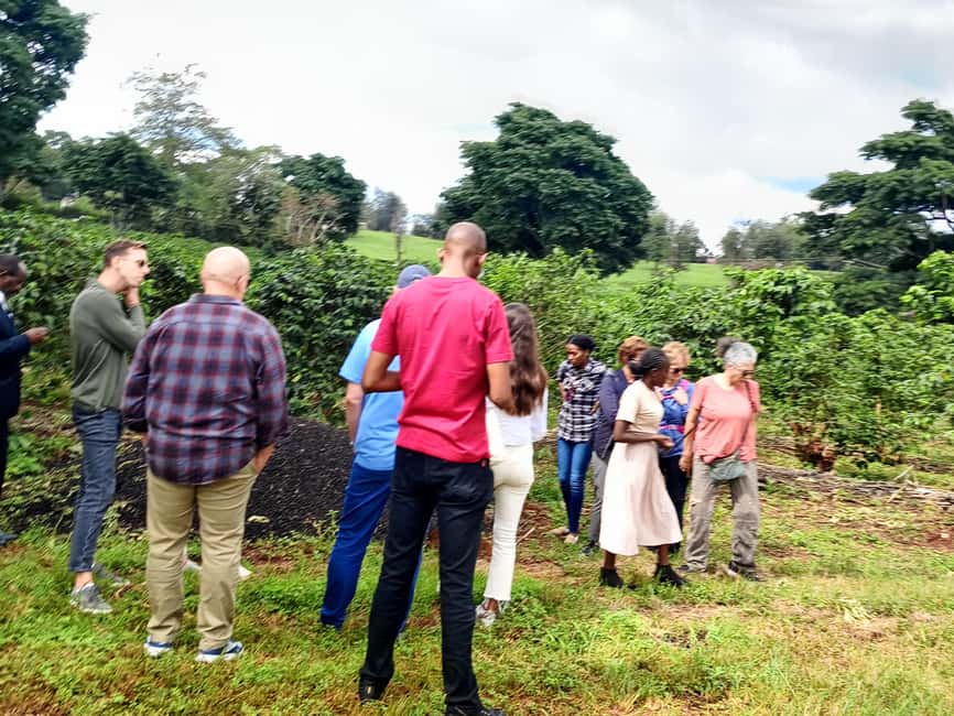 FAIRVIEW COFFEE FARM DAY TOUR - Seeing the processing area