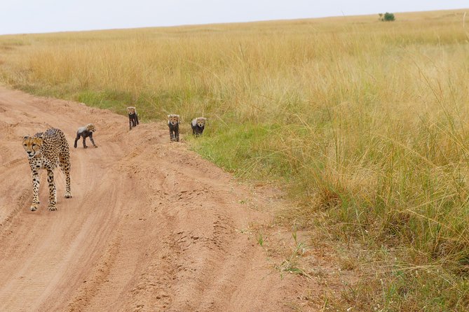 Family & Friends safari Full package . - Day 6: From the Mara to Diani Beach