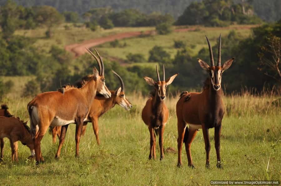 From Diani: Full Day Shimba hills tour with Sheldrick Falls - The 2.5-kilometre walk to Sheldrick Falls