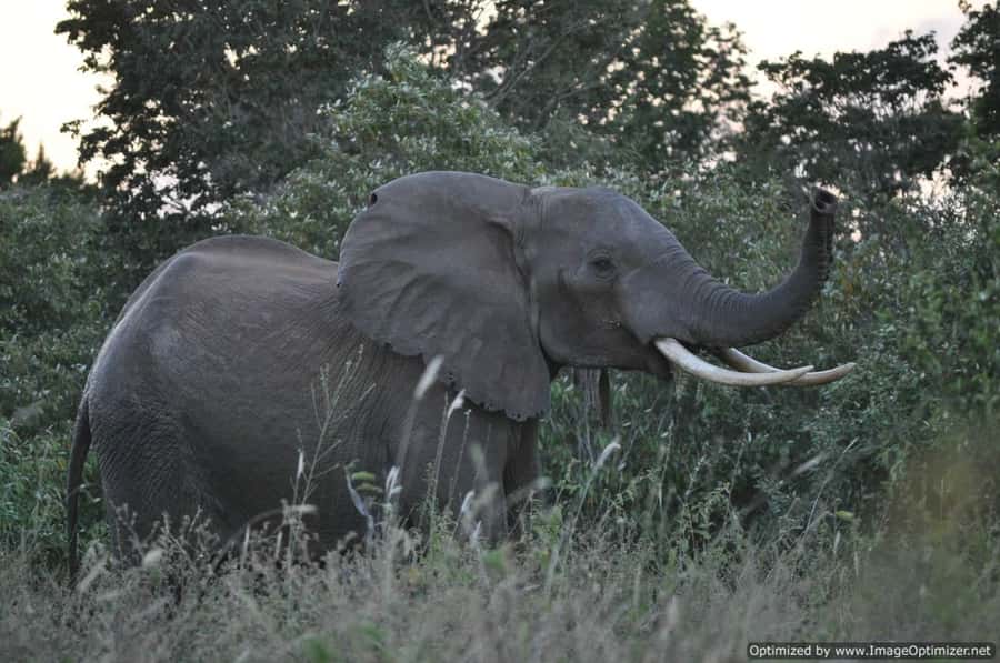 From Diani: Full Day Shimba hills tour with Sheldrick Falls - What the $208 price really buys you
