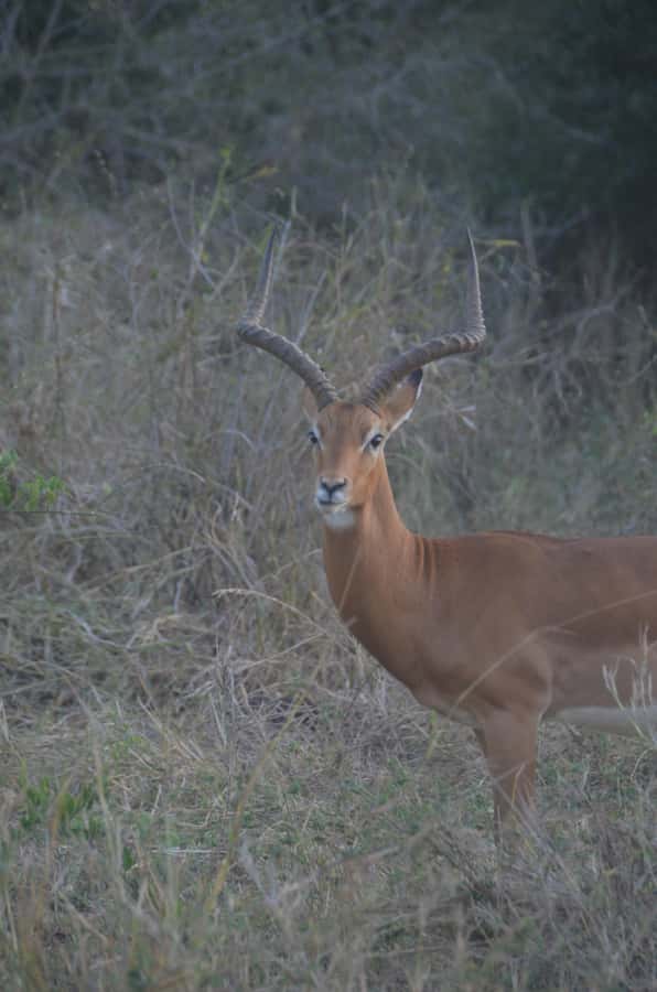 From Diani or Mombasa: Tsavo East National Park Day Trip - From the Coast to Tsavo East Before Sunrise