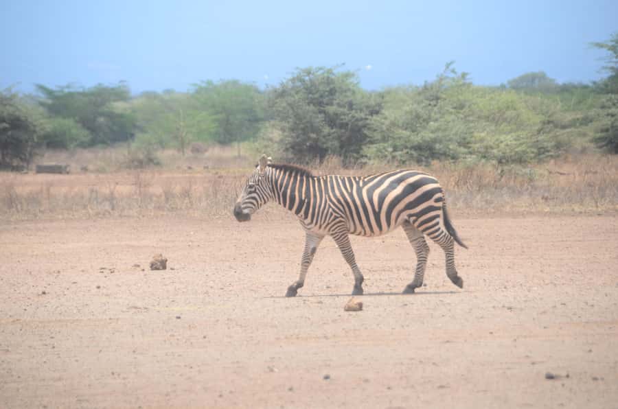 From Diani or Mombasa: Tsavo East National Park Day Trip - Entering Through Bachuma Gate