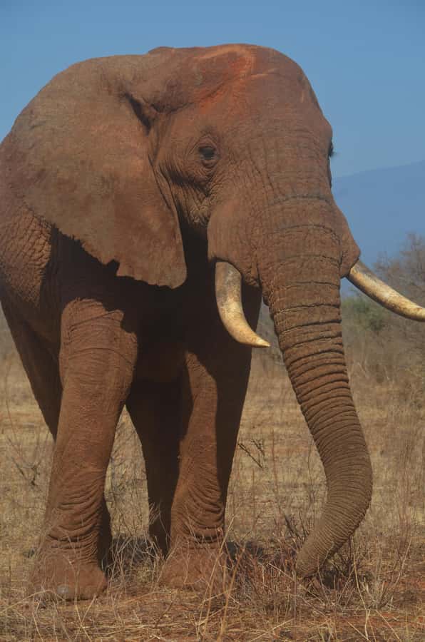 From Diani or Mombasa: Tsavo East National Park Day Trip - Lunch at a Lodge Inside the Park