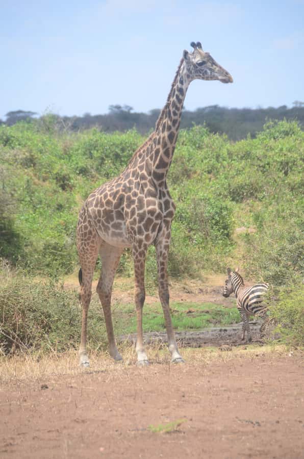 From Diani or Mombasa: Tsavo East National Park Day Trip - Four Hours of Morning Game Viewing