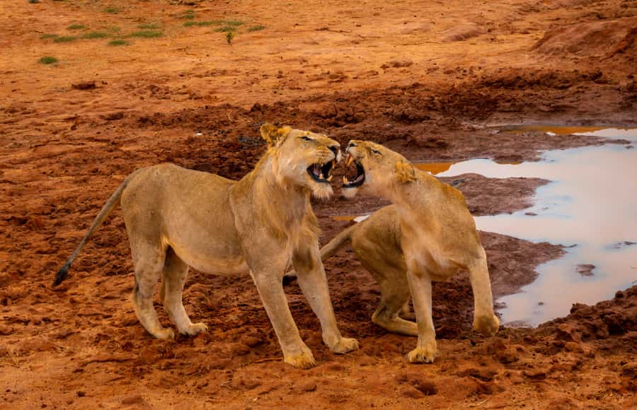 From Kilifi, Watamu, Malindi: Tsavo East Day Safari - Tsavo East is a wildlife day, not a quick coastal outing