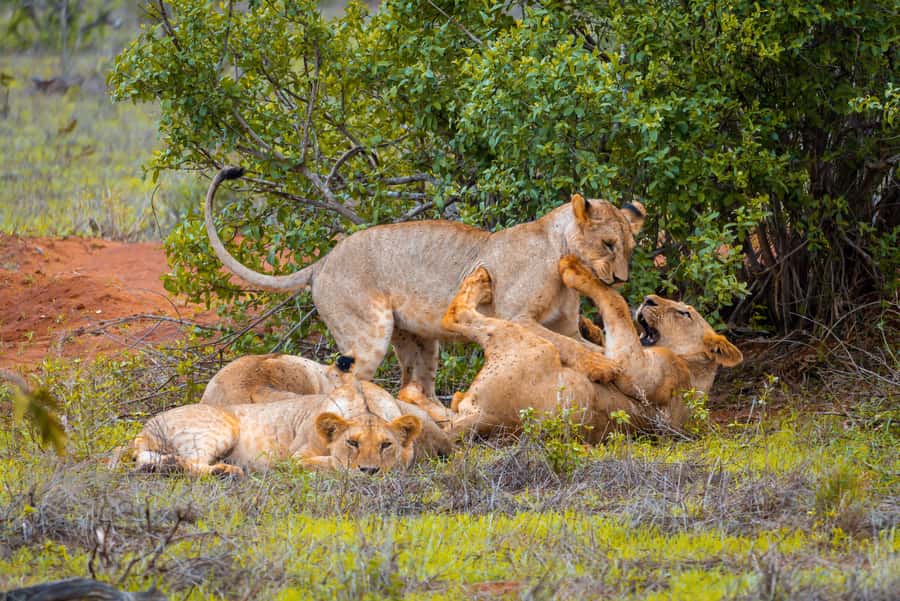 From Kilifi, Watamu, Malindi: Tsavo East Day Safari - Early pickup from Kilifi, Watamu, Malindi, or Mambrui