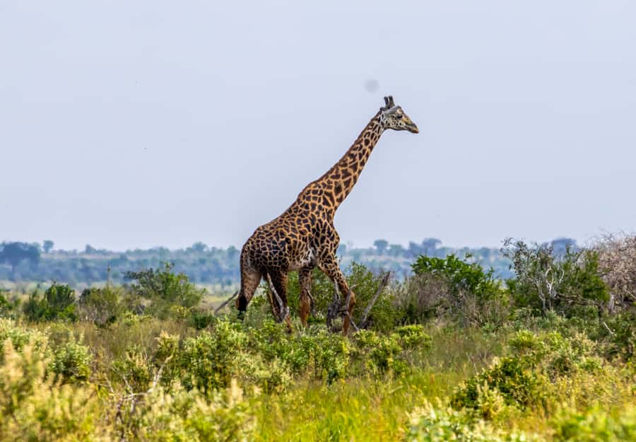 From Kilifi, Watamu, Malindi: Tsavo East Day Safari - Game drives across open plains and acacia country