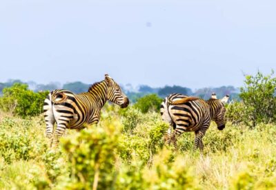 From Kilifi, Watamu, Malindi: Tsavo East Day Safari