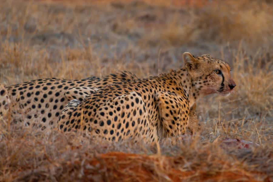 From Kilifi, Watamu, Malindi: Tsavo East Day Safari - Lunch in the bush, with an important extra charge