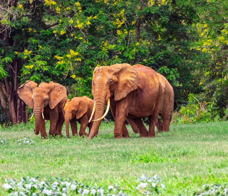 From Kilifi, Watamu, Malindi: Tsavo East Day Safari - A private safari with real value and real limits