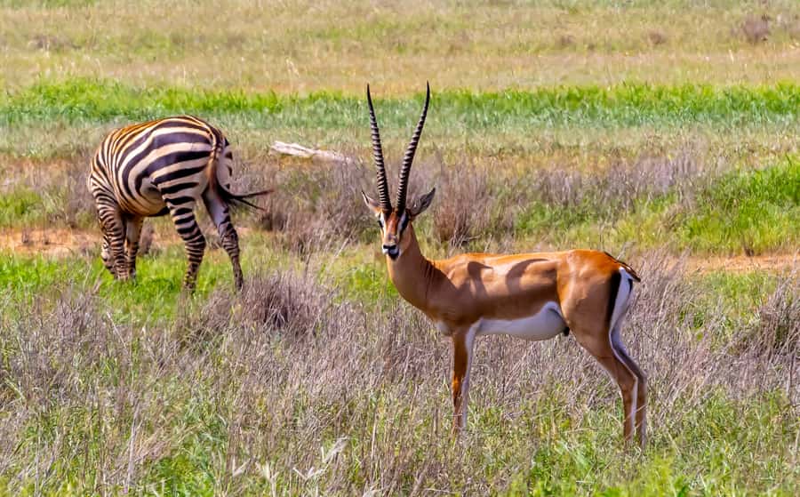From Kilifi, Watamu, Malindi: Tsavo East Day Safari - Who should book the Tsavo East day safari?