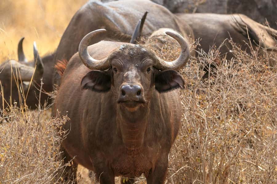 From Mombasa/Diani: Tsavo East National Park Day Trip - The early pickup and three-hour road journey